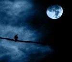 luna e uccello di notte.jpg